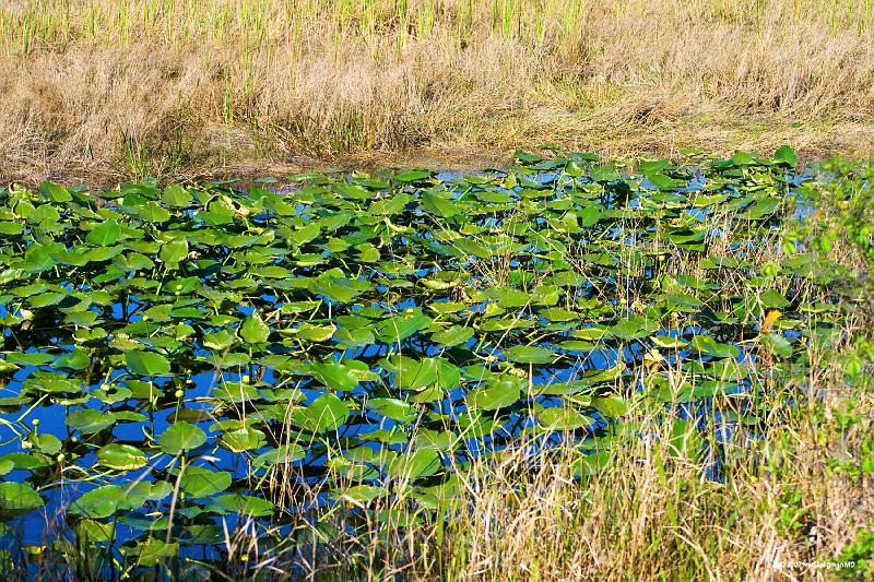 20090220_160355 D3 P1 5100x3400 srgb.jpg - Loxahatchee National Wildlife Preserve